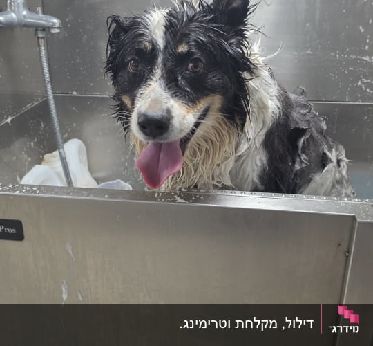 כלב רטוב עם קצף סבון באמבטיה במהלך מקלחת במספרת כלבים